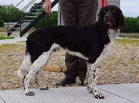 Castiron's Flying Jet A2 Litter Sire