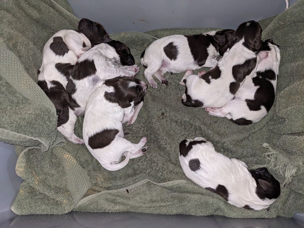 F3_Pups1