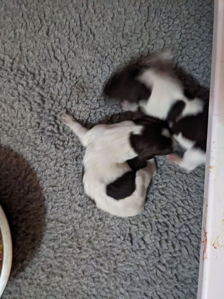 F3_Pups2