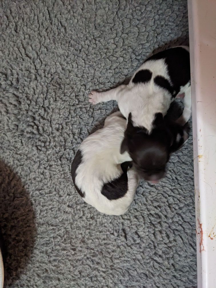 F3_Pups3