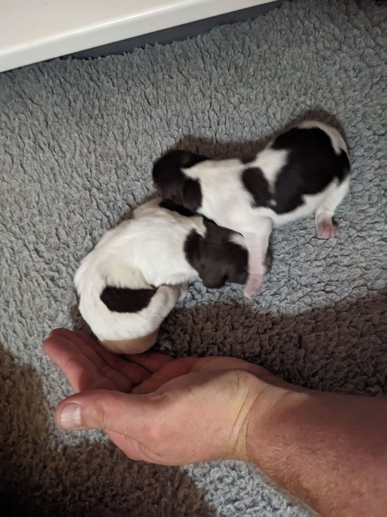 F3_Pups4