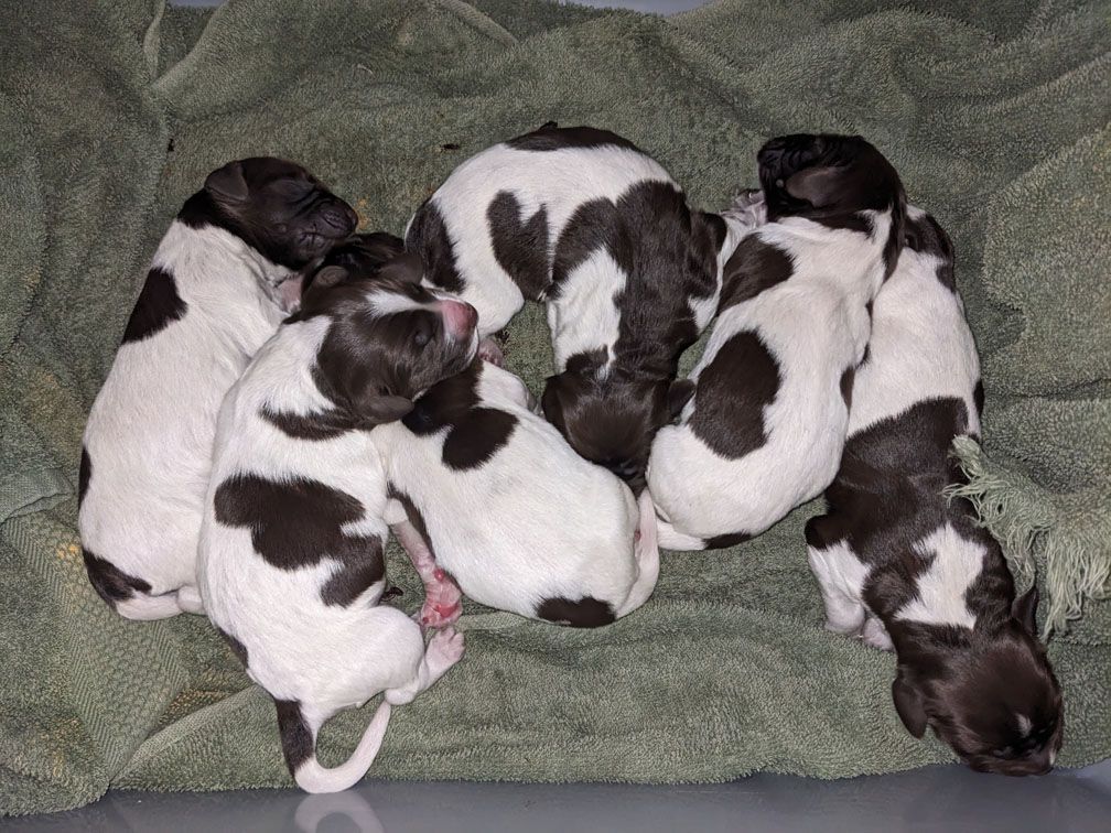 F3_Pups5