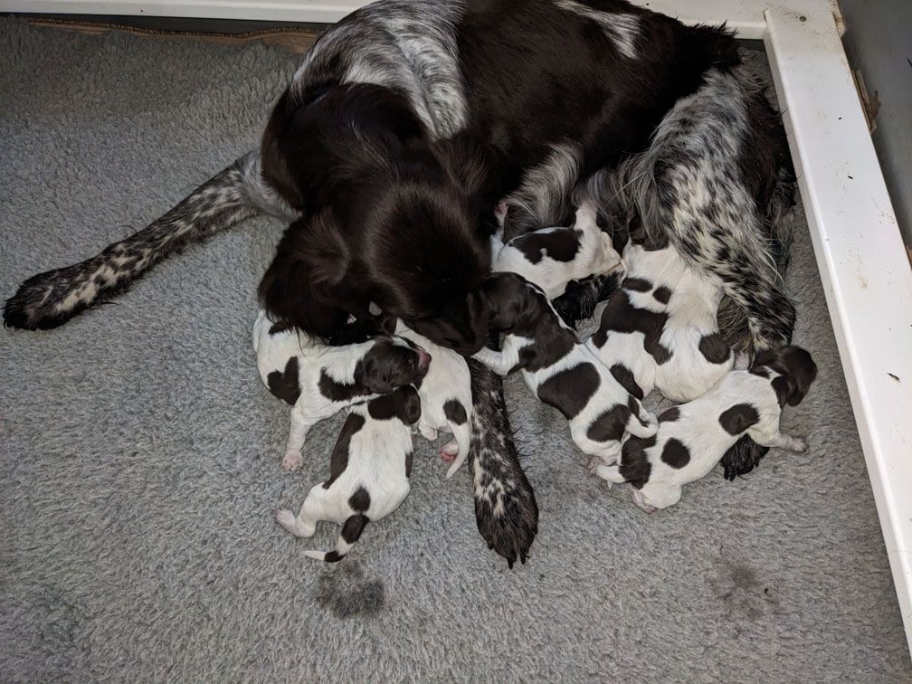 F3_Pups6