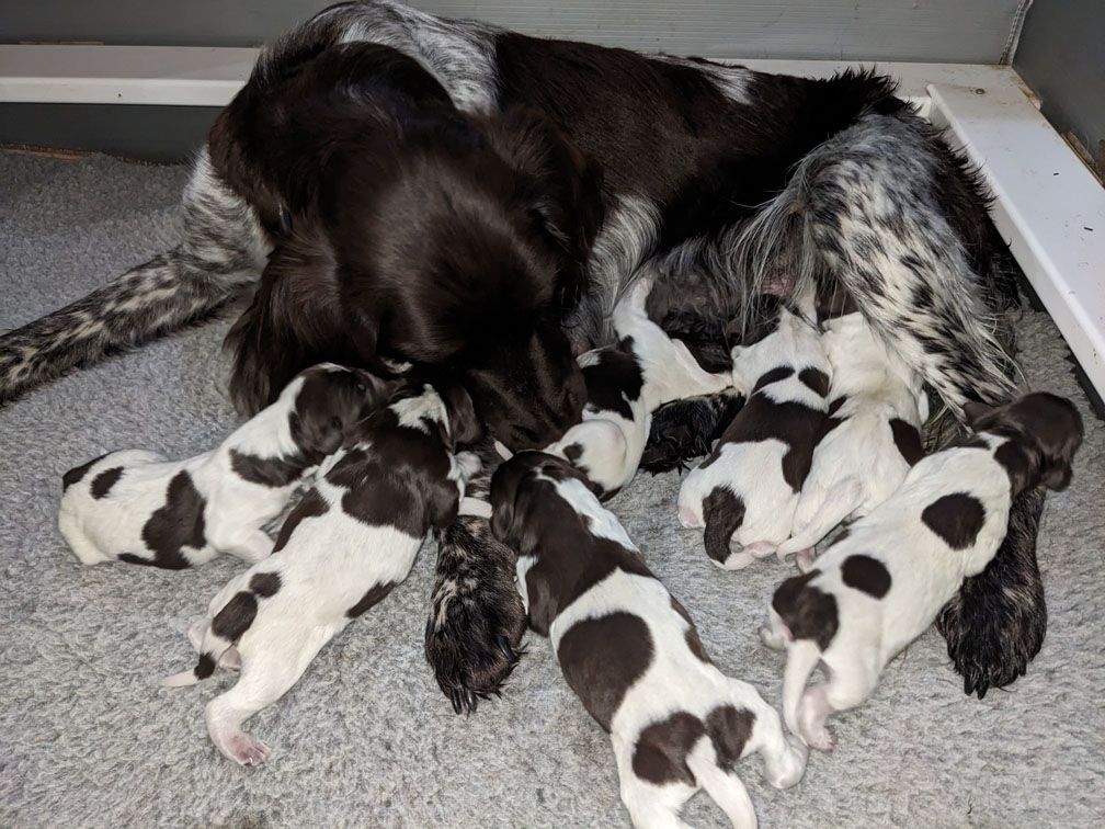 F3_Pups7