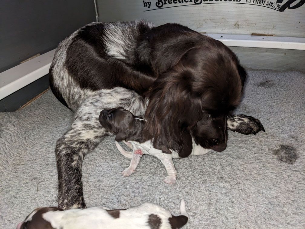 F3_Pups8