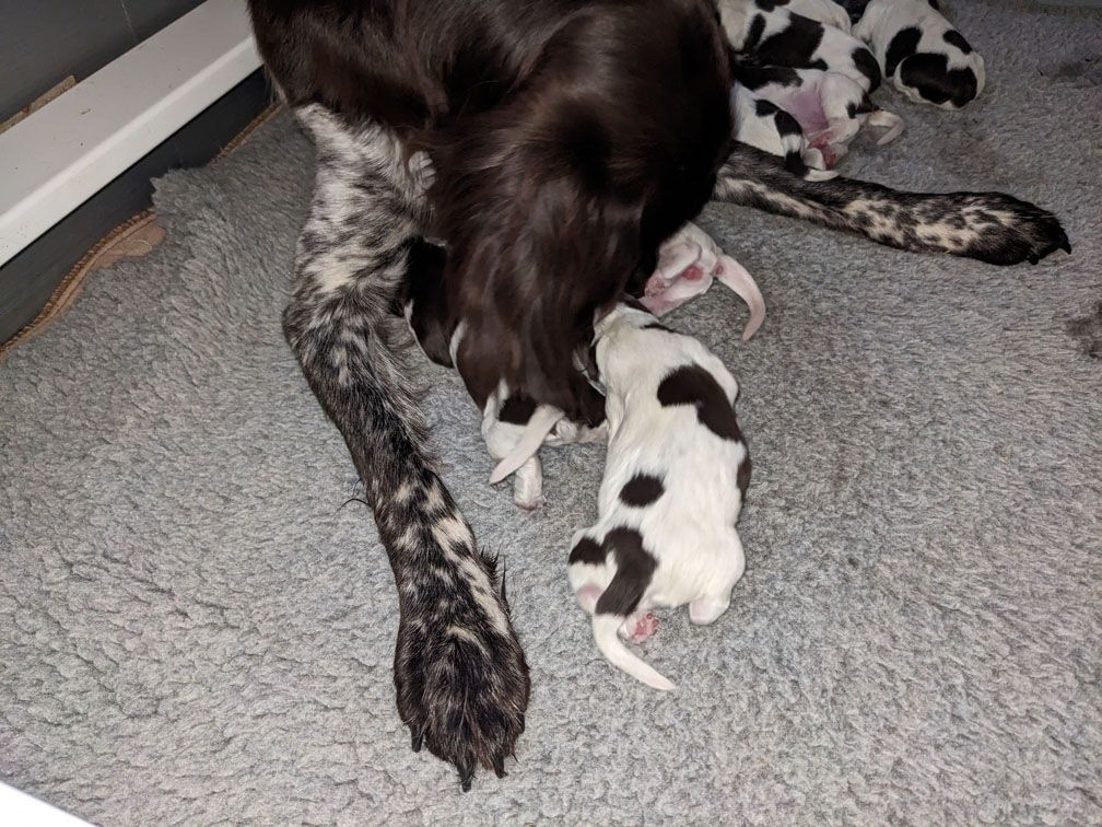 F3_Pups9