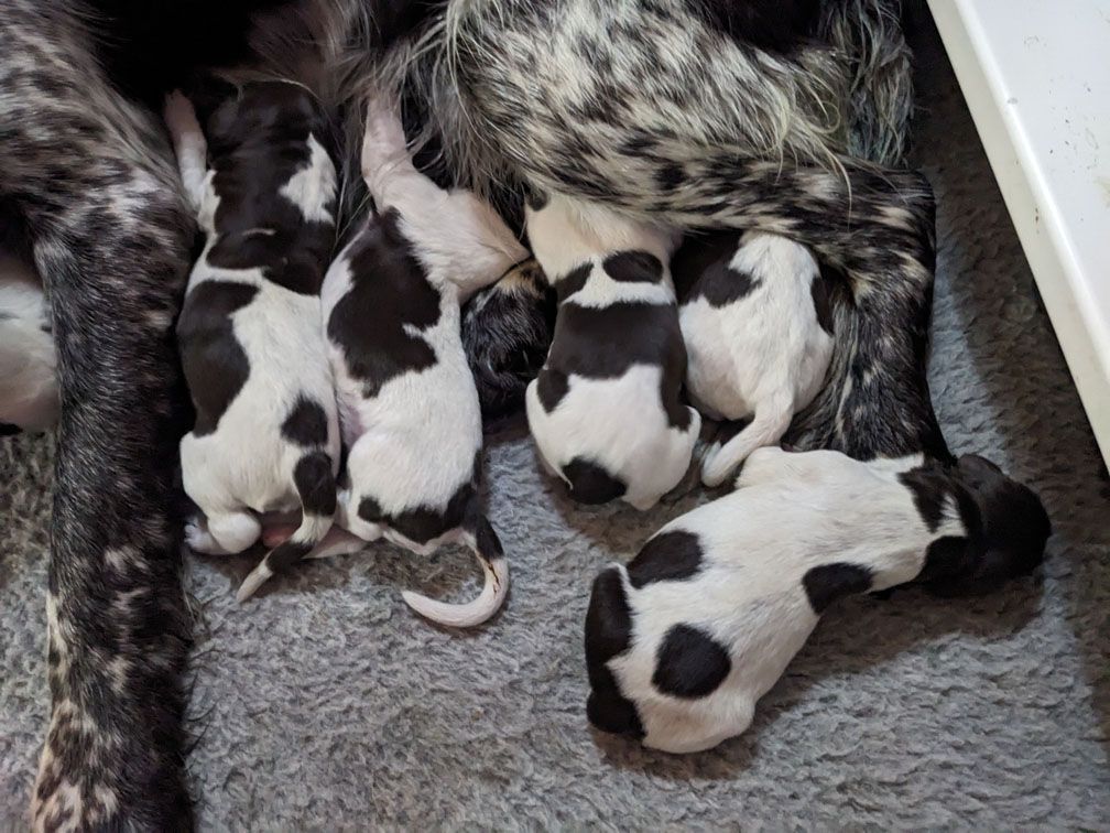 F3_Pups10