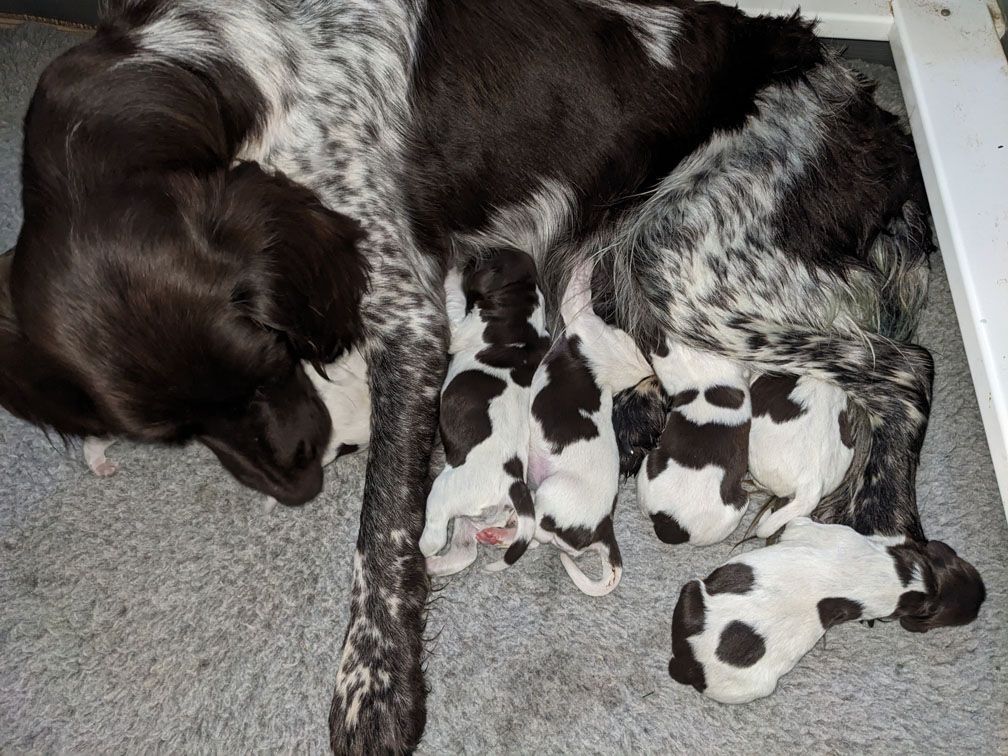 F3_Pups11