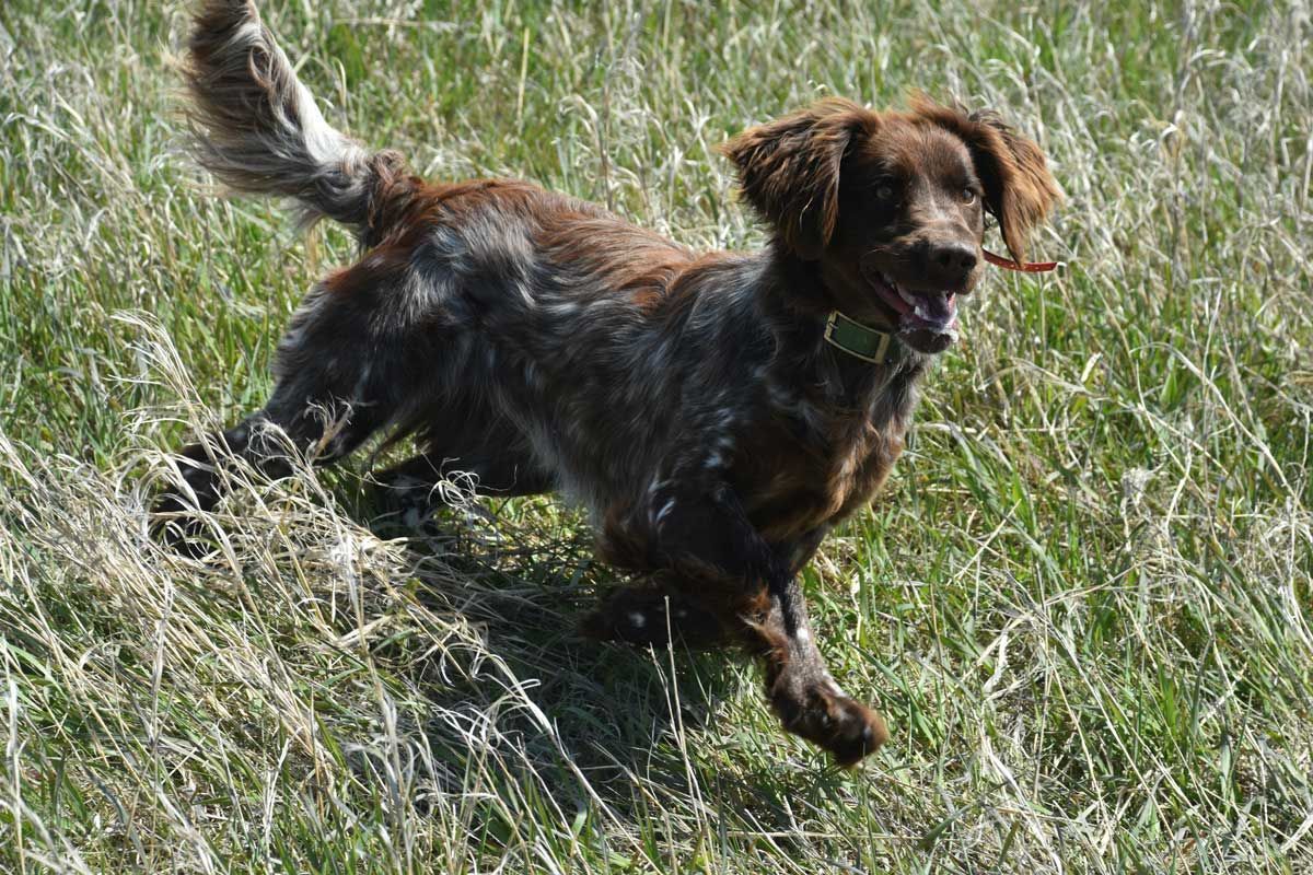 Quiglee running