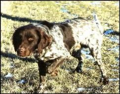 Austin S litter Sire