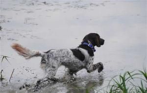 Speck G2 Litter Dam